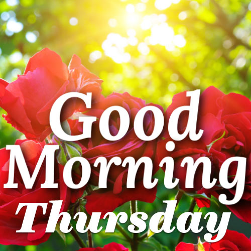 Good Morning Thursday Images - red rose pic