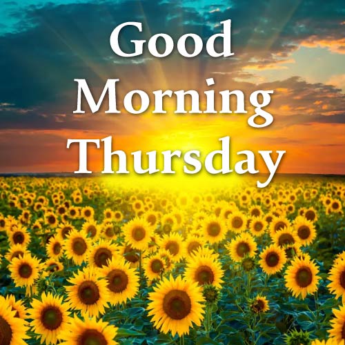 Good Morning Thursday Images - sunflowers garden
