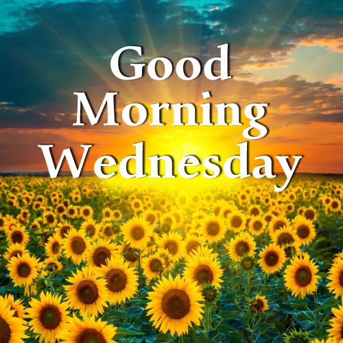 Good Morning Wednesday Images - sunflower garden 