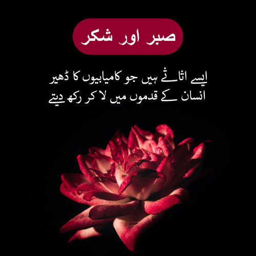 Sabar Picture - sabar or shukar rose pic
