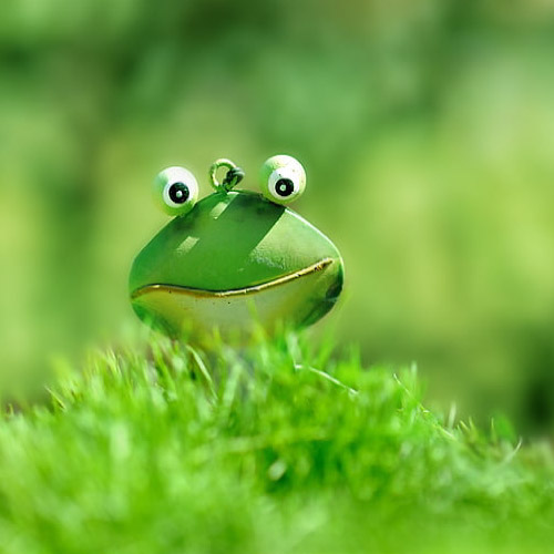 Smile Dp - frog pic