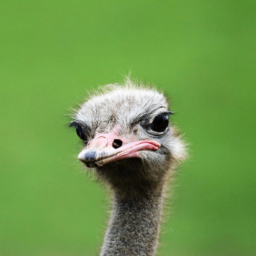 Smile Pic - ostrich