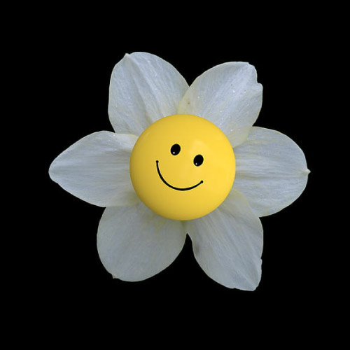 Smile Pic - sunflower